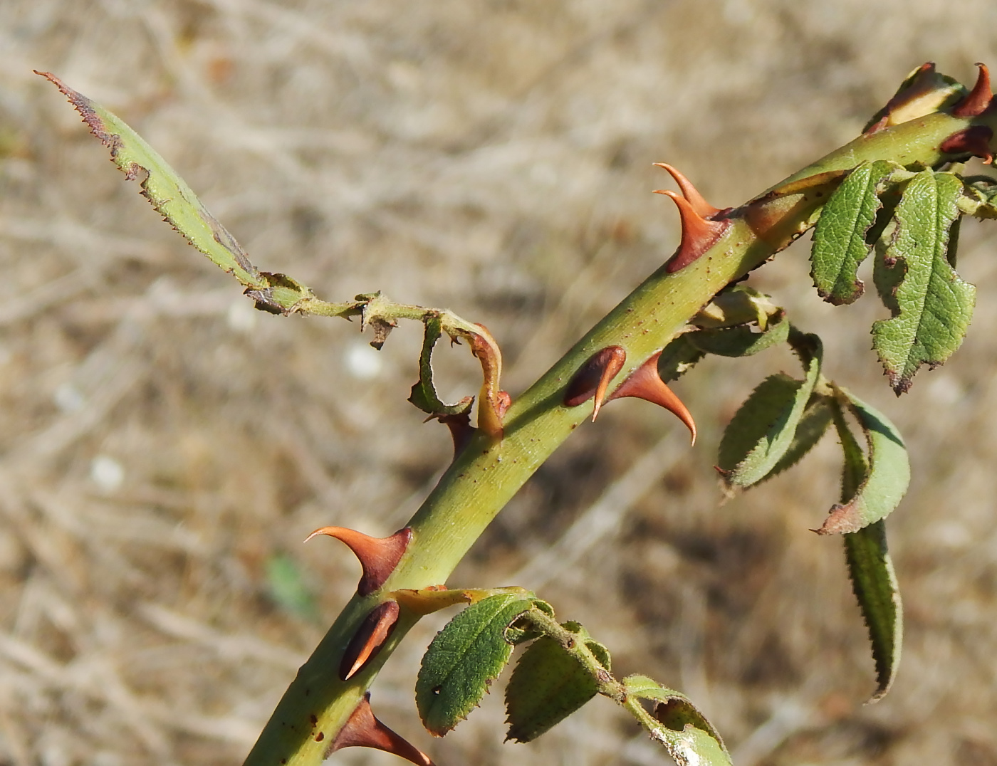 Image of genus Rosa specimen.