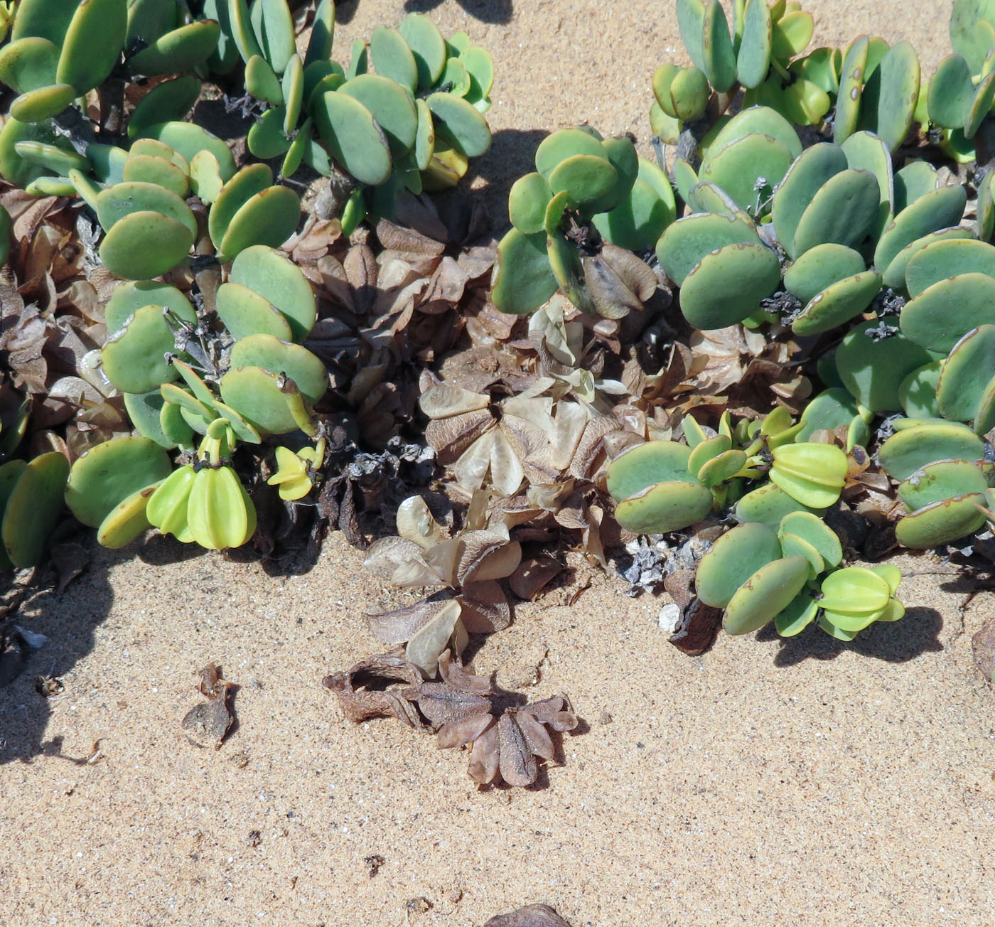 Image of Zygophyllum stapffii specimen.