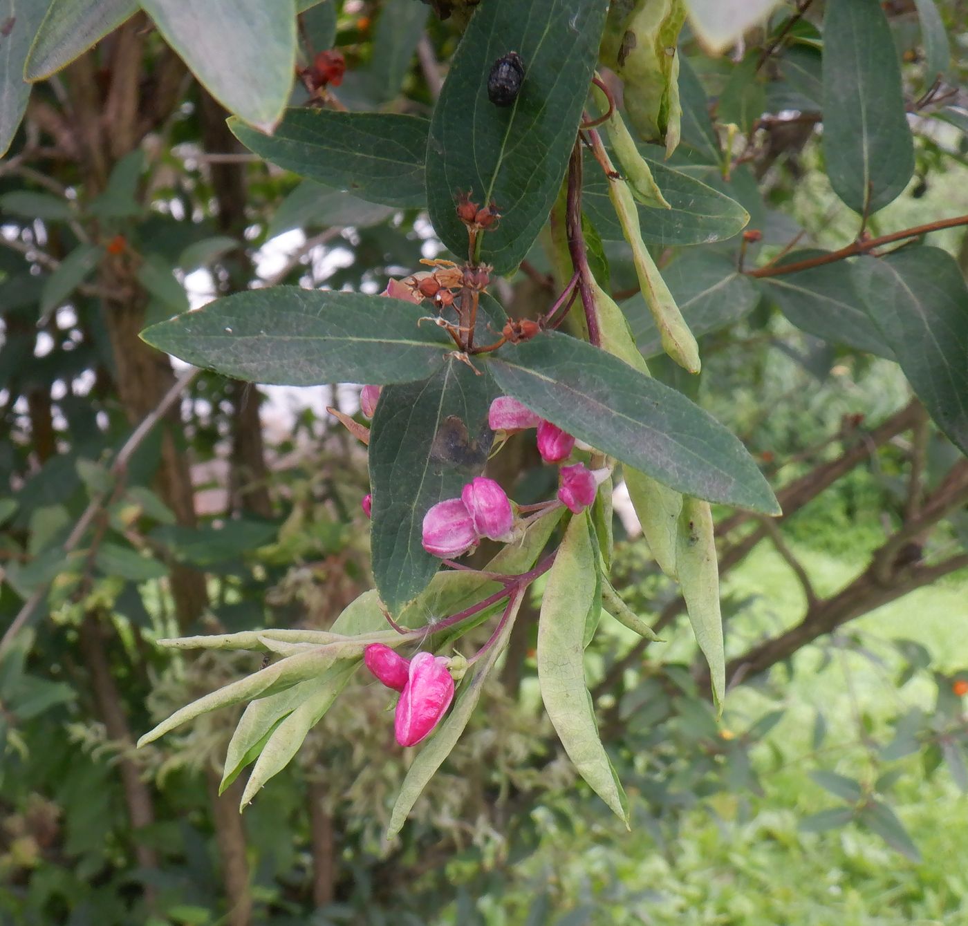 Image of genus Lonicera specimen.