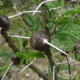 Vachellia drepanolobium