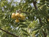 Sorbus domestica