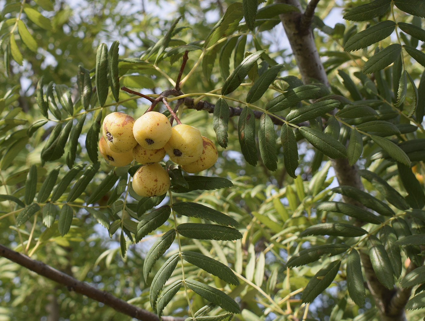 Image of Sorbus domestica specimen.