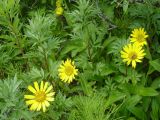 Arnica unalaschcensis