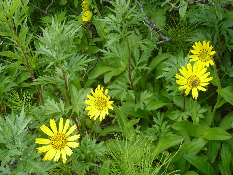 Image of Arnica unalaschcensis specimen.