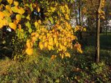 Tilia cordata