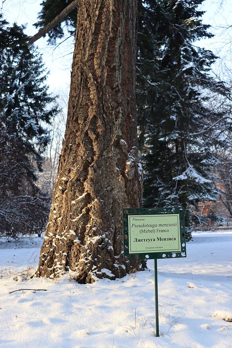 Изображение особи Pseudotsuga menziesii.