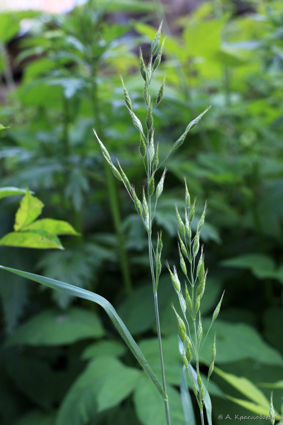 Изображение особи Bromus arvensis.