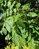 Koelreuteria paniculata