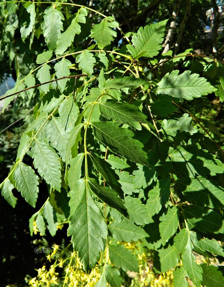 Image of Koelreuteria paniculata specimen.