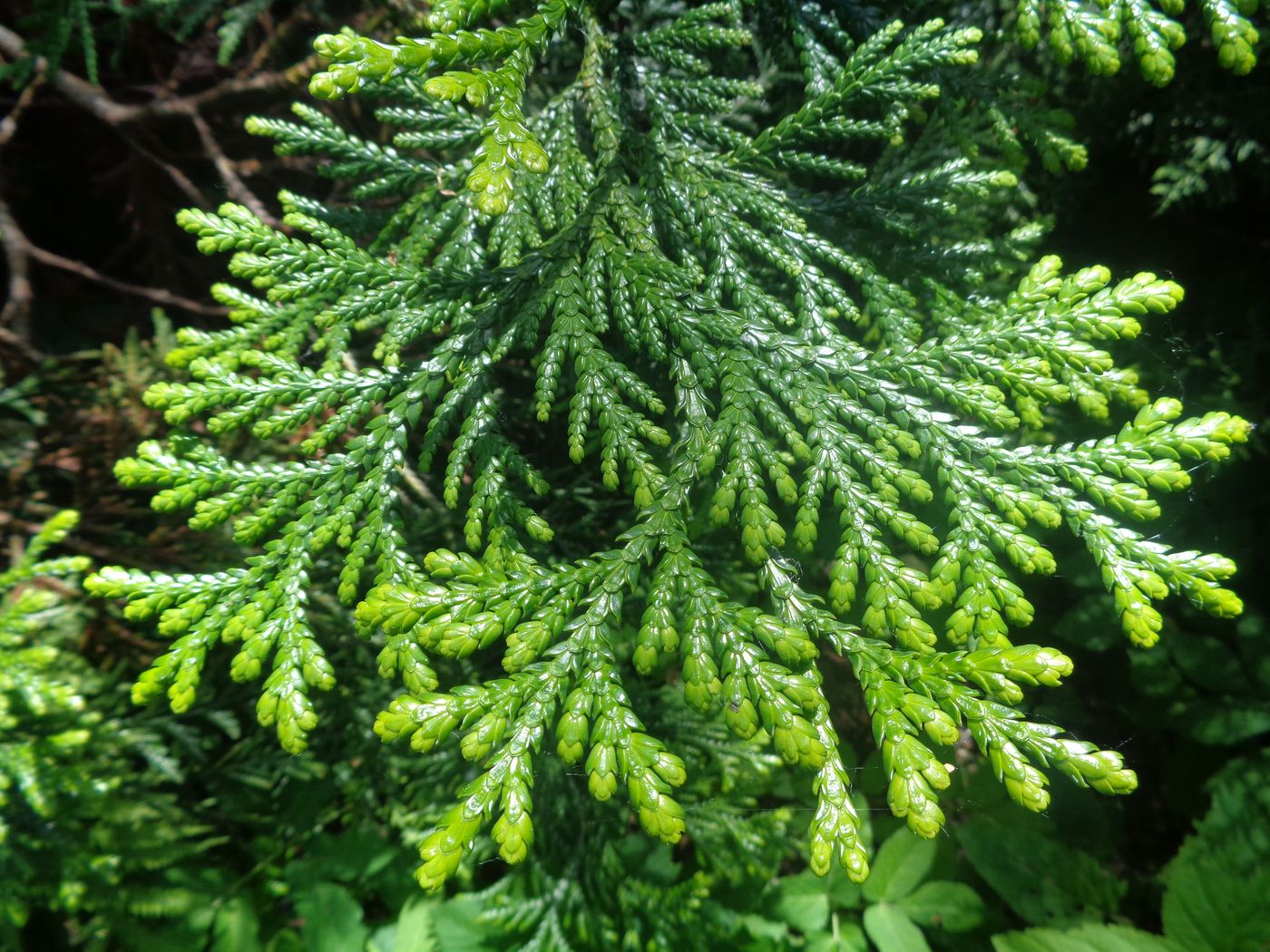 Image of Thujopsis dolabrata specimen.