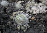 Orostachys spinosa