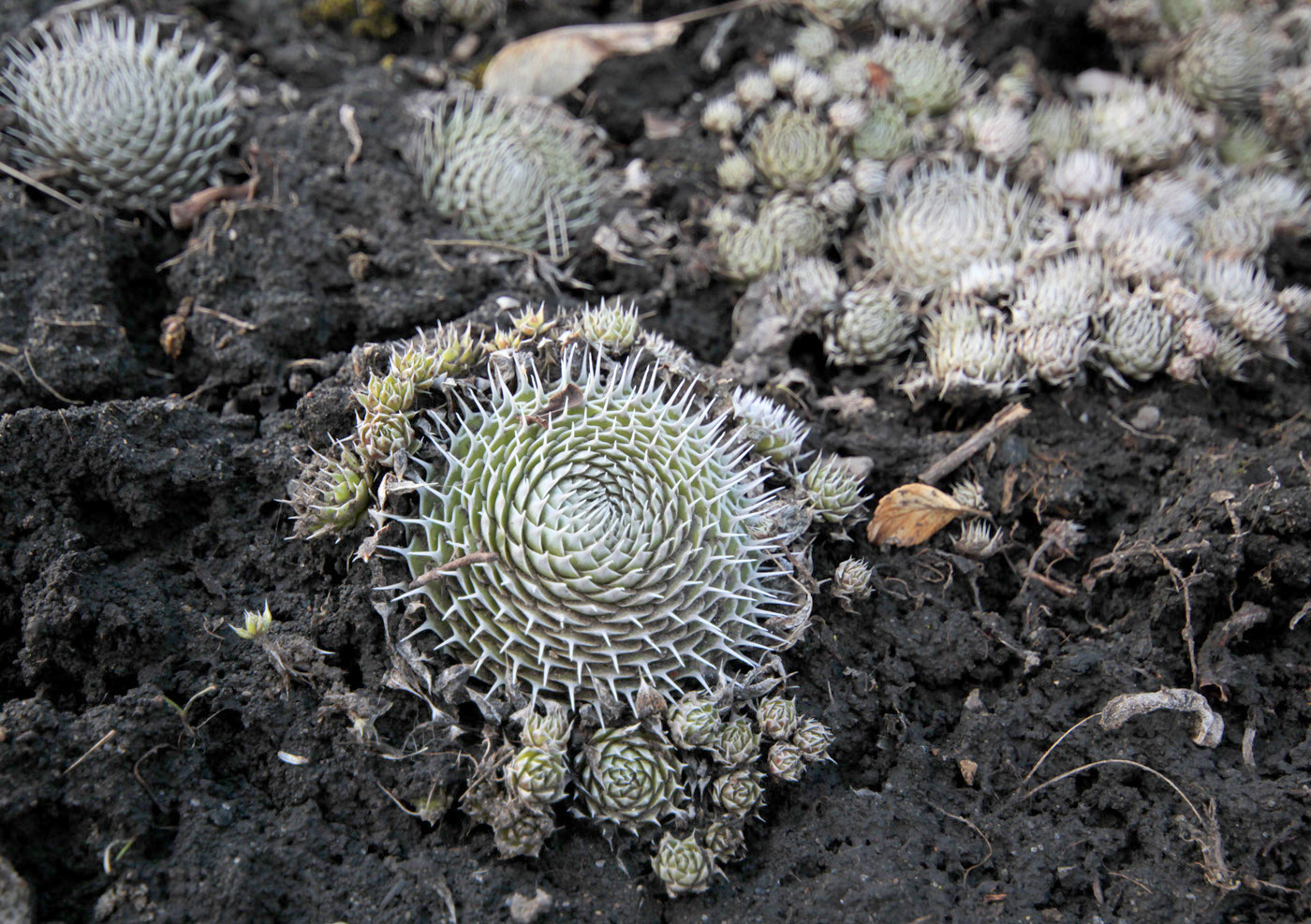 Изображение особи Orostachys spinosa.