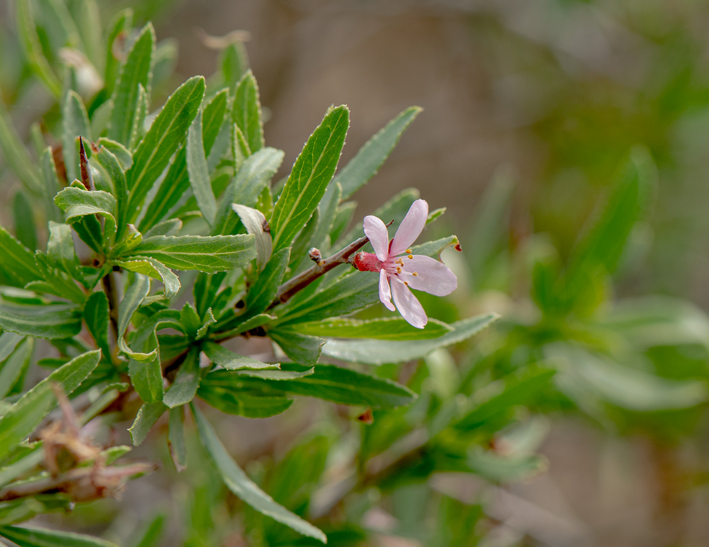 Изображение особи Amygdalus spinosissima.