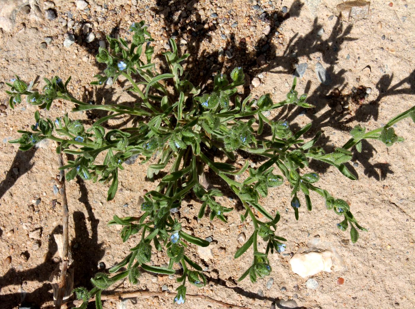 Image of Lappula spinocarpos specimen.