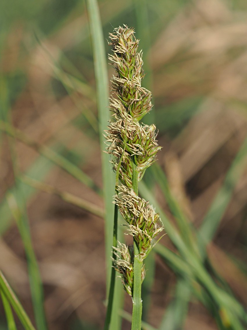 Изображение особи Carex vulpina.