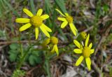 Senecio vernalis