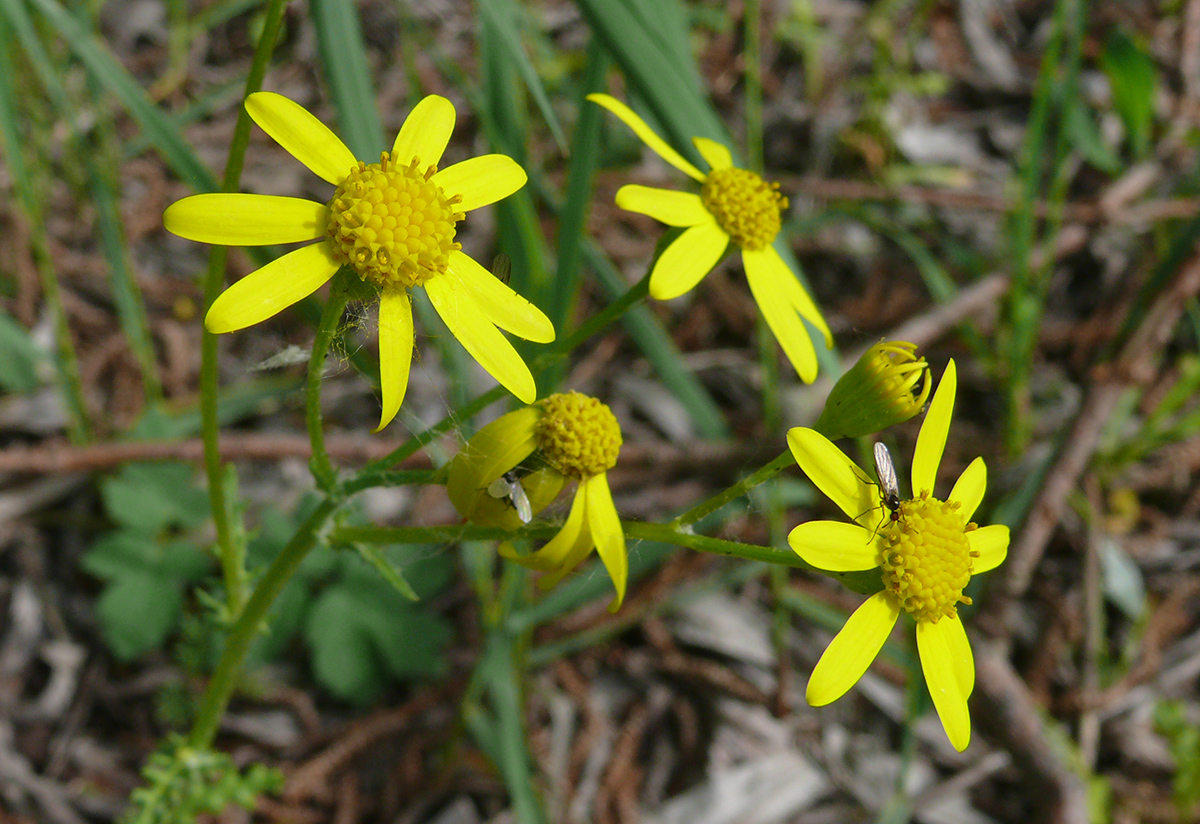 Image of Senecio vernalis specimen.