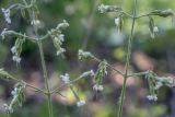 Silene nutans
