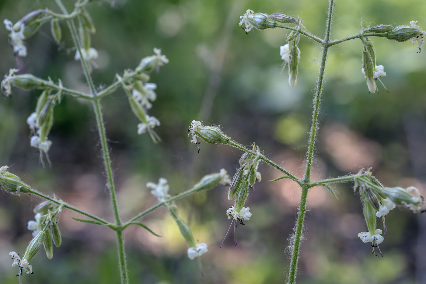 Image of Silene nutans specimen.