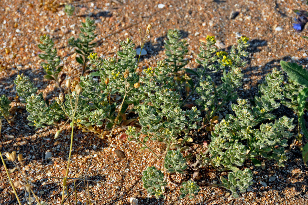 Image of Alyssum hirsutum specimen.