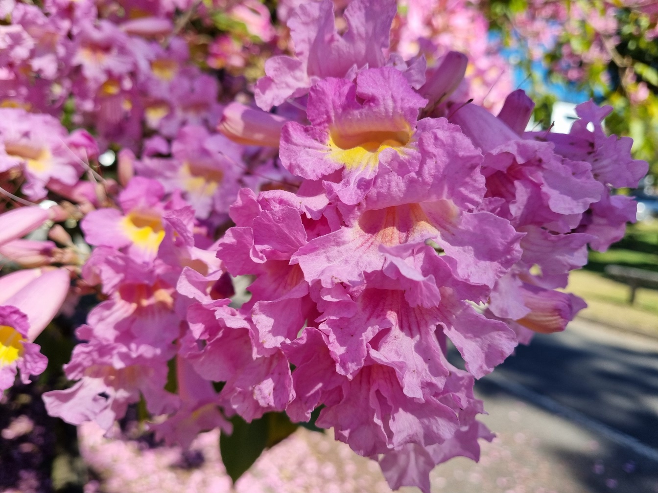 Image of Tabebuia impetiginosa specimen.