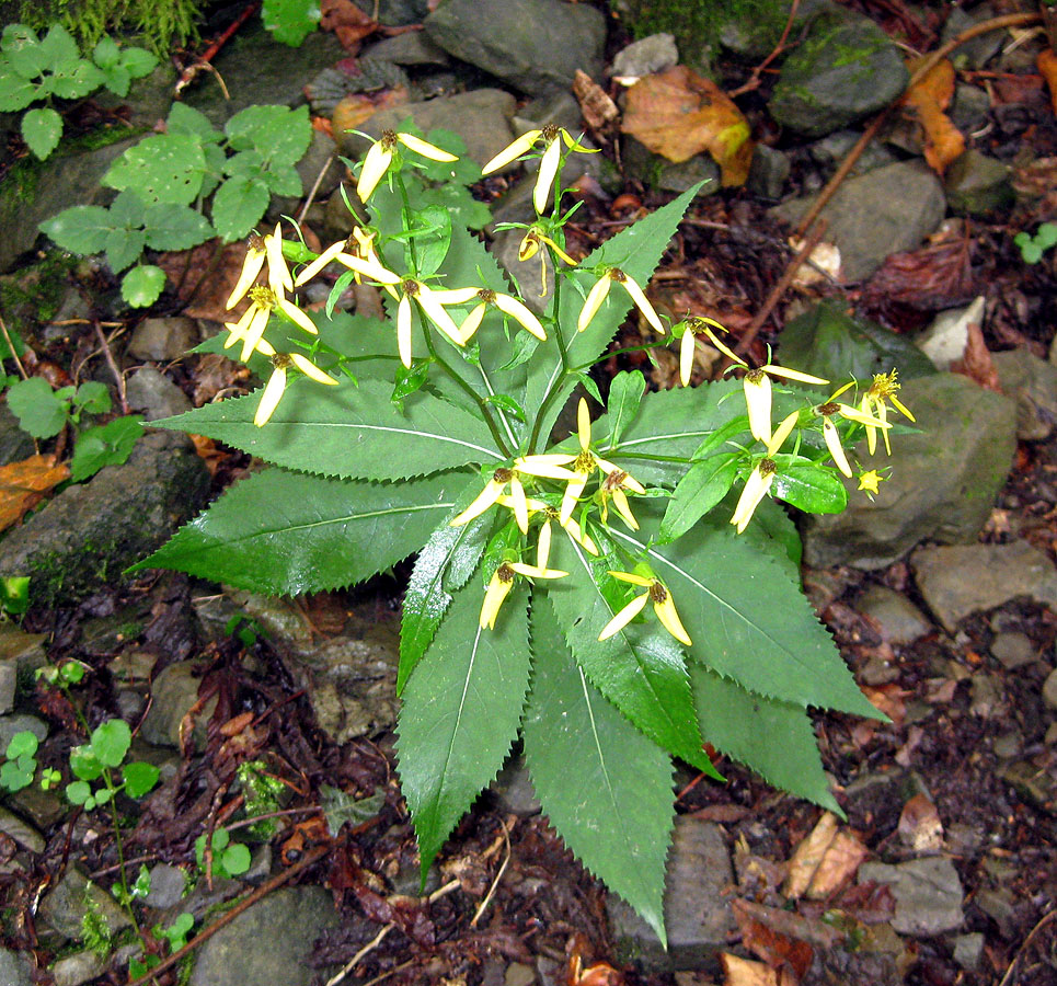 Image of Senecio ovatus specimen.