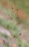 Scrophularia olympica. Соцветие. Дагестан, Лакский р-н, окр. с. Шара, сланцевая осыпь. 22 июня 2021 г.