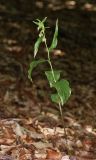 Epipactis persica. Цветущее растение. Крым, Долгоруковская яйла, буковый лес. 18 июля 2021 г.