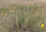 Hieracium filifolium