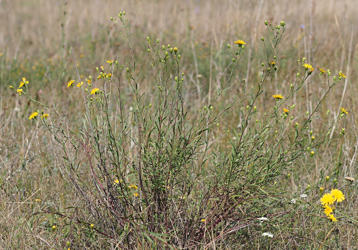 Изображение особи Hieracium filifolium.