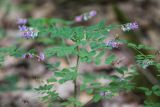 Lathyrus niger