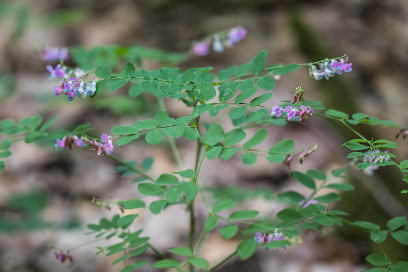 Изображение особи Lathyrus niger.