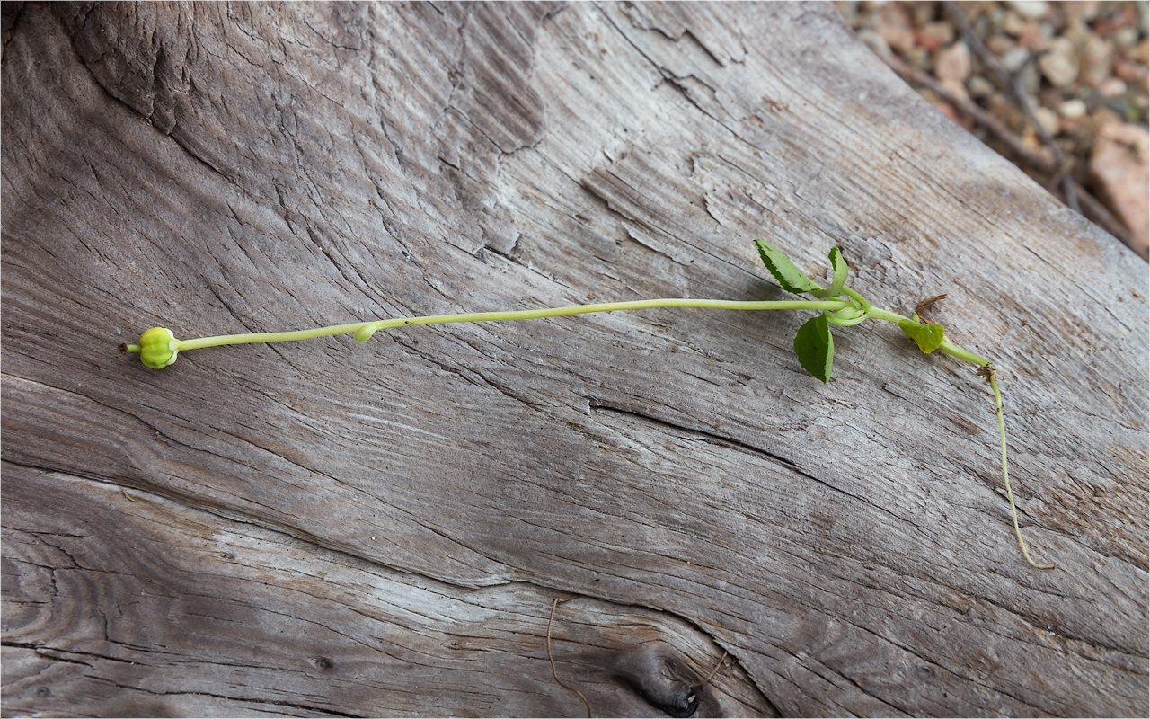 Image of Moneses uniflora specimen.