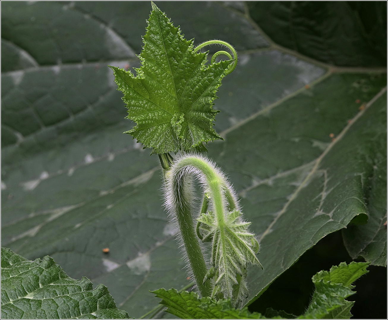 Image of Cucurbita maxima specimen.