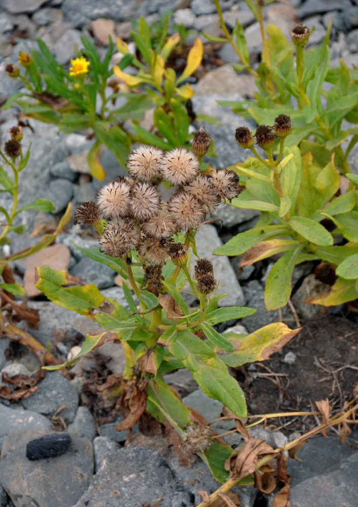 Image of Senecio pseudoarnica specimen.