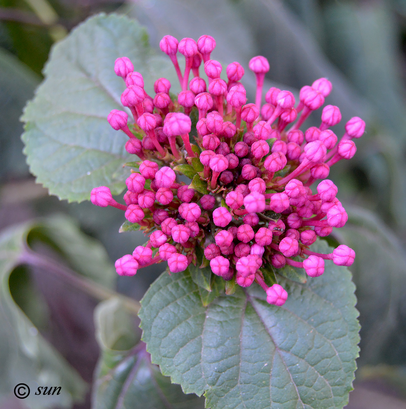 Image of Clerodendrum bungei specimen.