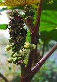 Ricinus communis