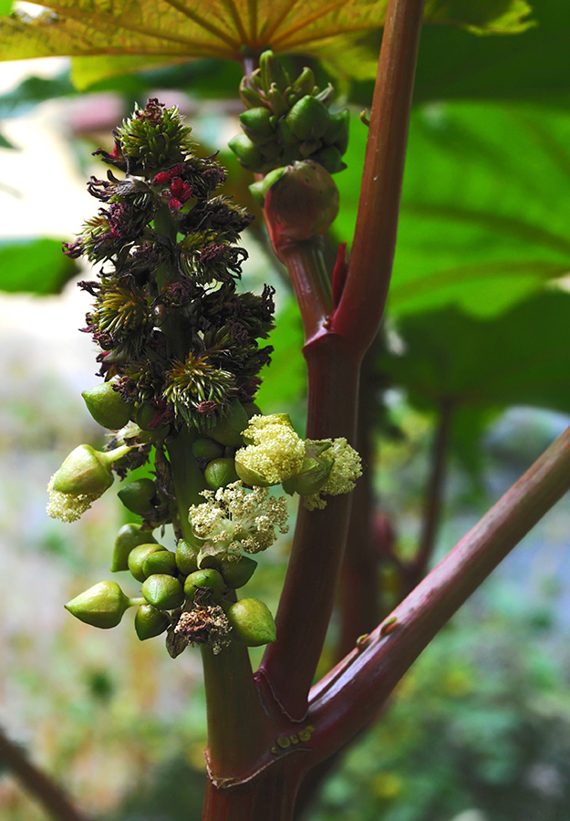 Изображение особи Ricinus communis.