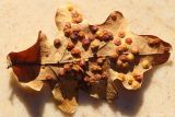 Quercus robur. Опавший лист с галлами Neuroterus quercusbaccarum. Ростовская обл., Неклиновский р-н, Самбекское с/п, в лесополосе. 31.10.2021.