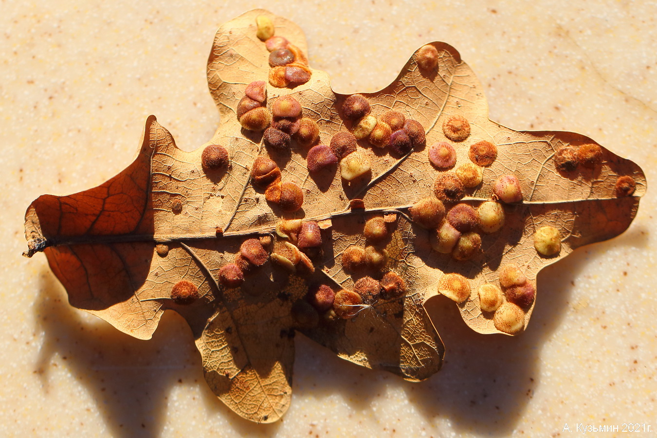 Image of Quercus robur specimen.