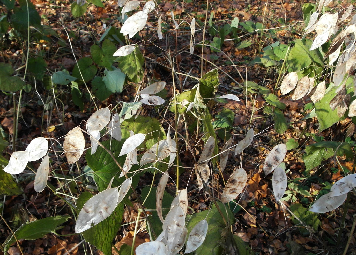 Изображение особи Lunaria rediviva.