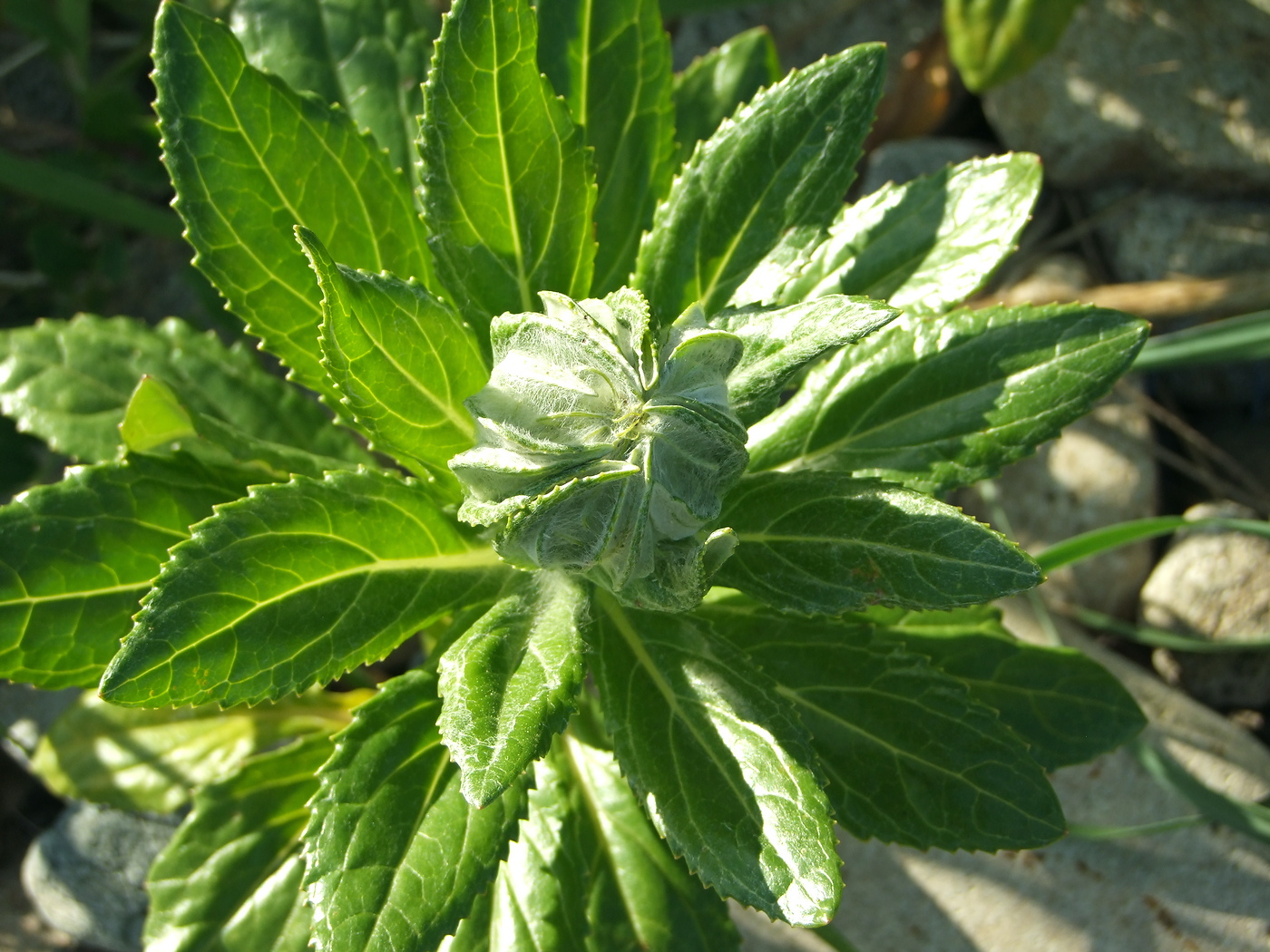 Image of Senecio pseudoarnica specimen.