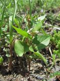 Fallopia convolvulus