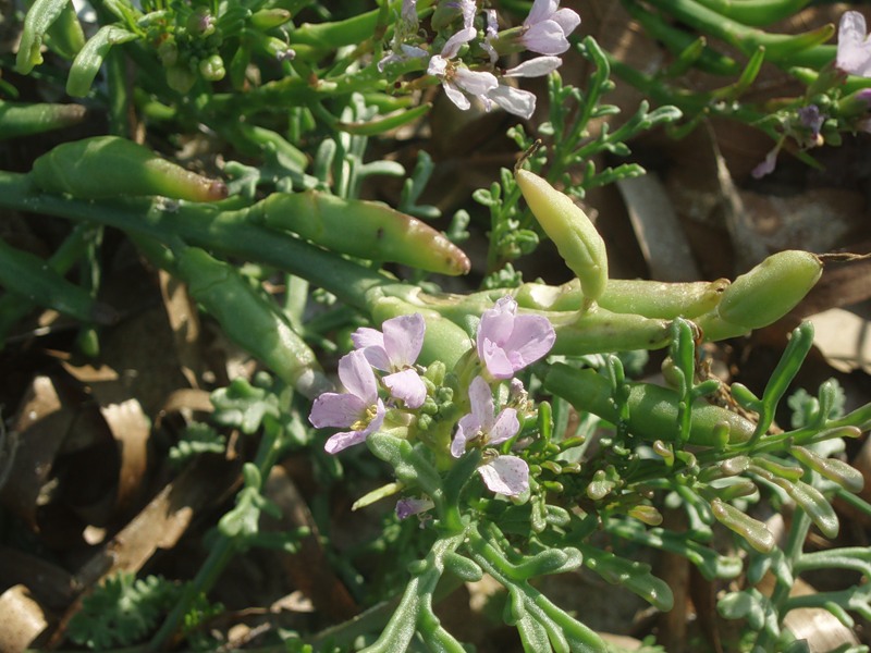 Image of Cakile maritima specimen.