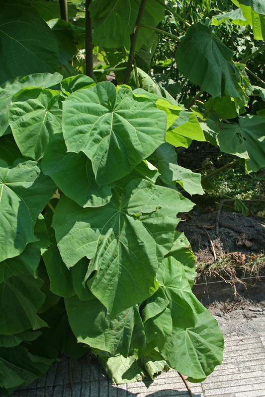 Изображение особи Paulownia tomentosa.