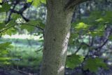 Acer campestre