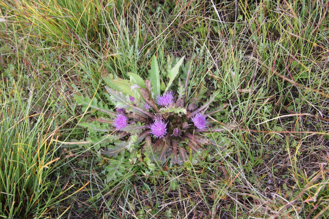 Image of Cirsium esculentum specimen.