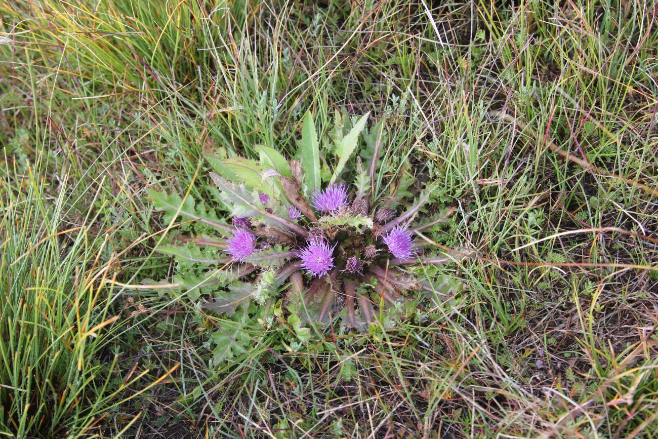 Изображение особи Cirsium esculentum.