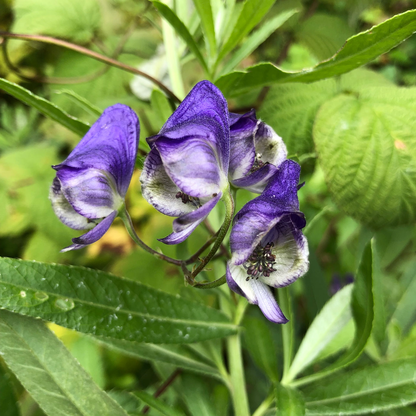 Изображение особи Aconitum sczukinii.