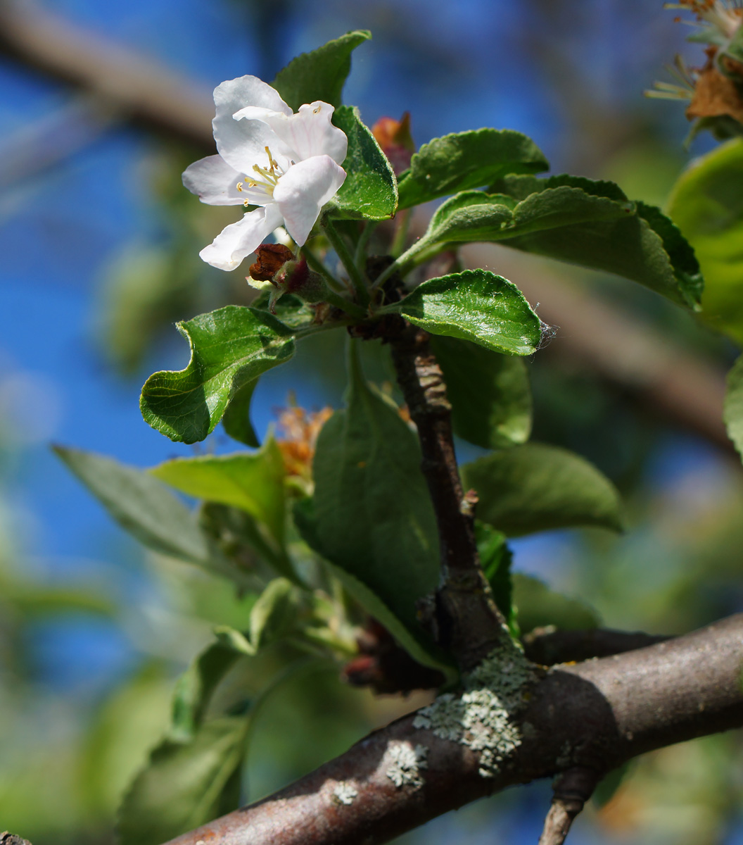 Изображение особи Malus domestica.